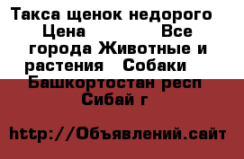 Такса щенок недорого › Цена ­ 15 000 - Все города Животные и растения » Собаки   . Башкортостан респ.,Сибай г.